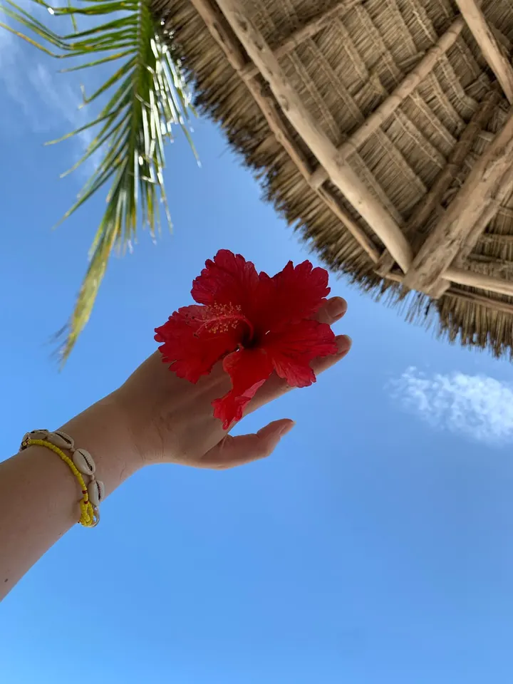 Czerwony kwiat hibiskusa na tle nieba