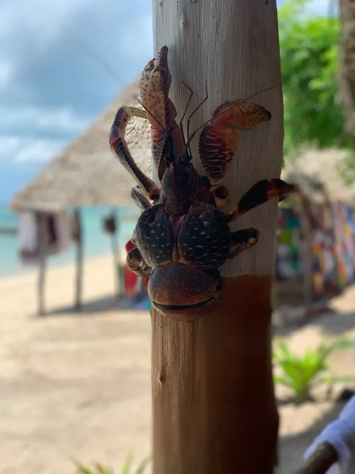 Krab palmowy na pniu przy plaży